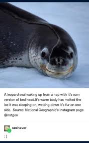 Pin By Seven Gutierrez On Just Because Cute Animals Cute Funny Animals Funny Animals