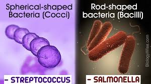 Different Types Of Bacteria Biology Wise
