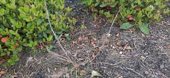 Place your hibiscus plant in a sunny spot that gets at least 8 hours of direct sunlight every day. Ask A Question Forum Hibiscus Are Not Coming Back Even After Spring Is Almost Half Over Garden Org