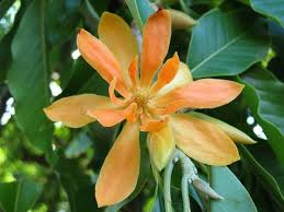 Pin On Flower