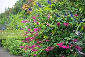 Image result for Faroa involucrata