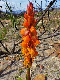 Image result for Satyrium compactum