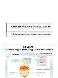 Gerak balas tumbuhan ke arah rangsangan dikatakan tropisme. 1 2 Rangsangan Dan Gerak Balas Dalam Manusia
