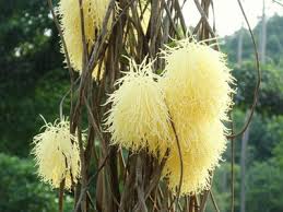 Image result for Zanha africana