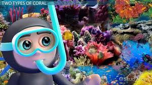 Build your coral reef. recorded for you over 3 days in my studio in tropical nth queensland, australia. Coral Reef Lesson For Kids Video Lesson Transcript Study Com