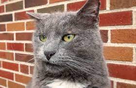 Ein darmverschluss (ileus) bei katzen kann unvollständig (subileus) oder vollständig vorkommen. Verstopfung Bei Katzen Erkennen Und Handeln Tipps Zur Vorbeugung
