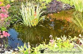 The top level soils will be a mixture designed to both allow water to. Rain Gardens A Detailed Guide For Beginners Get Busy Gardening