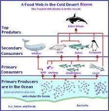 Antarctic Cold Desert Food Chain Food Web Food Chain Ocean Food Web