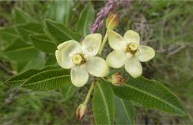 Image result for Pachycarpus concolor