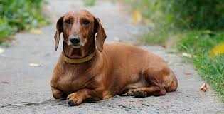Funny dachshund puppy is digging hole on beach sand. Dachshund Dog Breed 101 Info Puppies Training More Dachshund Joy