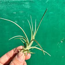 Image result for Albertisia exelliana