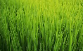 Democreator is an easy screen recording & vid. Windows Grass Wallpapers Group 66