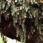 Image result for Hymenophyllum capillare