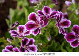 Image result for Geraniaceae
