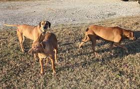 Timber Ridge Kennels Kennel Dogs Rhodesian Ridgeback