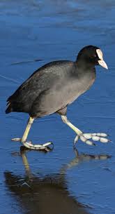 White Bird With Blue Feet About Wild Animals A Coot Walking With It S Weird Feet Weird Animals Animals Wild Animals