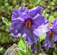 Image result for Solanum linneanum