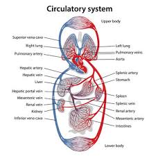 Includes anatomy of the femur quiz. Human Circulatory System Diagram Of Circulatory System With Main Parts Labeled Vector Illustration Of Great And Small Circles Of Blood Circulation In Flat Style Stock Vector Adobe Stock