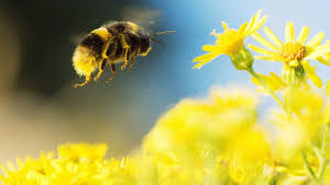 Image result for bees