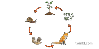 Plants are at the bottom of a food chain because they are producers that make their food from a process called photosynthesis. Simple Food Chain Eat Prey Diet Feed Nature Life Cycle Natural Science Ks2