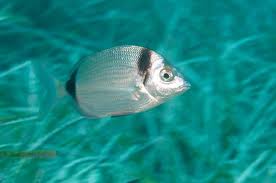 Colours Of Gozo With St Andrews Divers Cove Fish Pet Gozo Pets