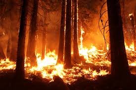 Wildfires have scorched about 430 square kilometres of land so far this year in b.c. Bc Interior Wildfires How You Can Help United Way Bc