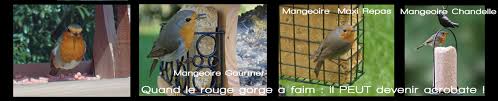 Mon Rouge Gorge Ne Vient Pas A La Mangeoire Pourquoi Oisillon