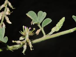Image result for Indigofera microcarpa
