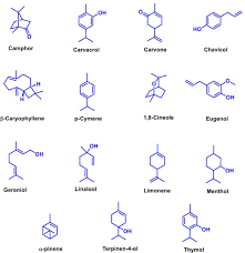 Image result for Ocimum minutiflorum