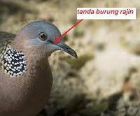 Gambar burung derkuku (streptopelia orientalis). Fantastis 24 Gambar Burung Derkuku Jantan Dan Betina Gani Gambar