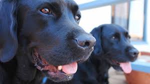 Cani Per Fiutare I Tumori A Pergine Valsugana Arrivano I Primi Due Labrador