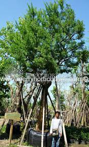 Image result for Maerua