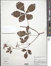 Image result for Cissus humbertii