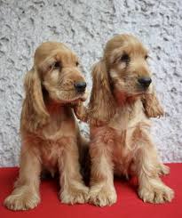 Pin By Matilda Cait On Cockerspaniel English Cocker Spaniel Puppies Blue Roan Cocker Spaniel Cocker Spaniel Puppies