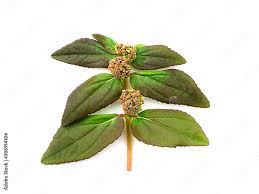 Image result for Euphorbia hirta