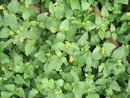 Image result for Calyptocarpus vialis