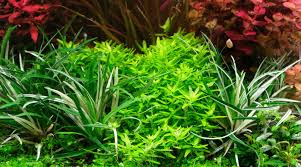 Image result for Eriocaulon schimperi