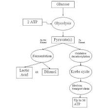 Cellular Respiration Diagram Cellular Respiration Photosynthesis And Cellular Respiration Cell Respiration