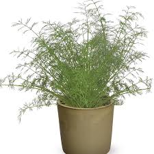 Image result for Anethum