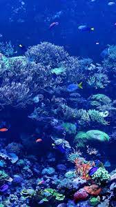 Awesome Iphone 7 Top Wallpaper Hd 225 Check More At Http All Images Net Iphone 7 Top Wallpa Underwater Wallpaper Underwater Photography Ocean Ocean Wallpaper