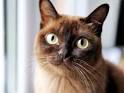 Burmese cat price & cost range. Burmese kittens for sale ...
