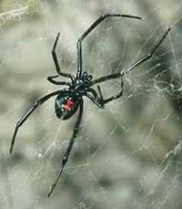 The cupboard spider or false black widow (steatoda grossa) is often mistaken by the more venomous black widow because of its dark cupboard spiders are spread throughout the world, and they are among the venomous spiders of the uk. Noble False Widow Spider Marches North In The Uk