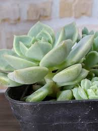 多肉植物の葉挿し 白牡丹編 Greensnap グリーンスナップ