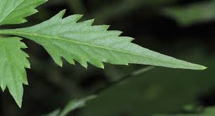 Image result for Bidens biternata