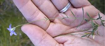 Image result for Wahlenbergia huttonii