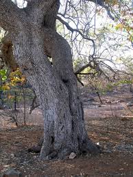 Image result for Combretum imberbe