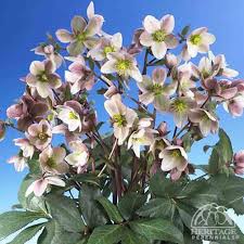 Image result for Eriosema erici-rosenii