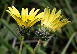 Image result for Arctotheca populifolia