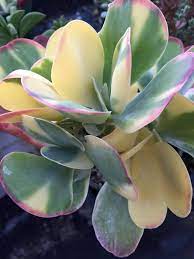 Kalanchoe Luciae Fantastic Variegated Paddle Plant By Shuna Zhao Plants Paddle Plant Succulent Gardening