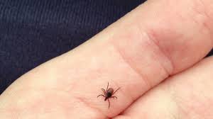 Maybe you would like to learn more about one of these? Borelioza A Encefalitida Nie Su Jedine Hrozby Cim Nas Parazit Moze Nakazit